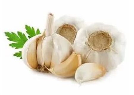 Methods for the treatment of nail fungi with garlic