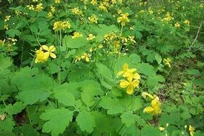 Celandine herb for treating toenail fungus